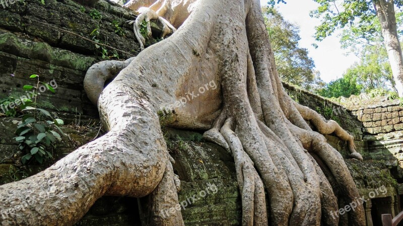 Cambodia Angkor Temple Ta Prohm History