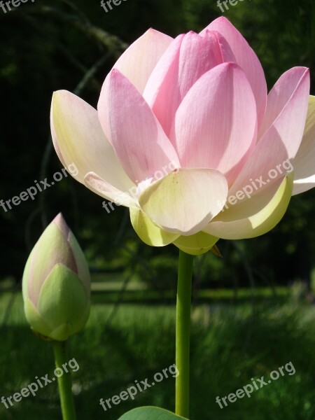 Lotus Blossom Blossom Bloom Pink Lotus