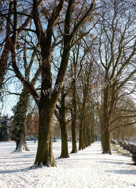 Winter Snow Trees Tree Lined Avenue Park