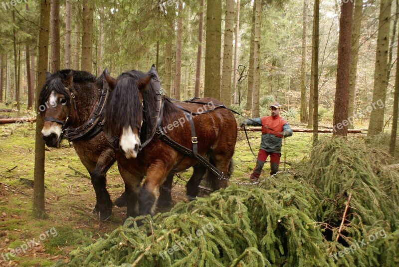 Rueckepferde Forest Autumn Horse Kaltblut