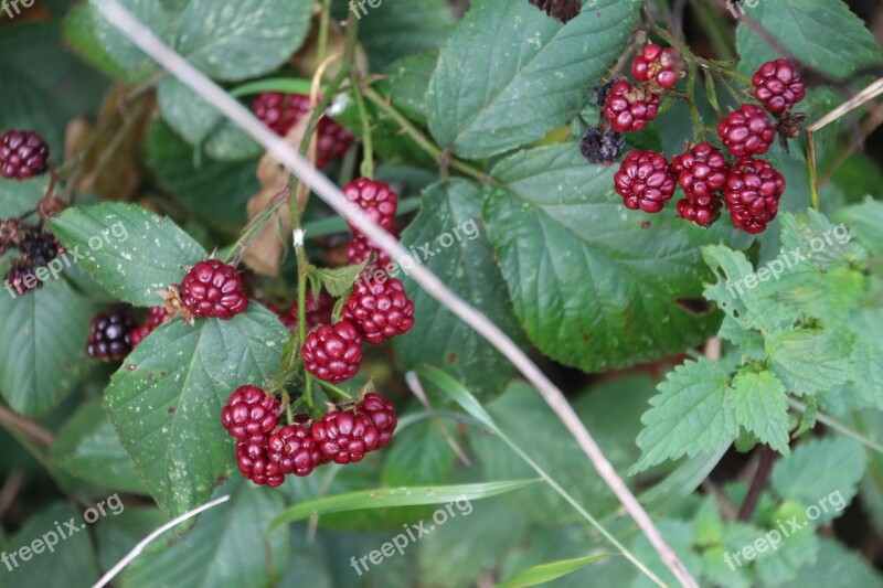 Blackberries Wine Red Plant Entwine Medicinal Plant