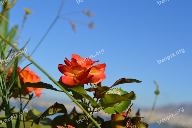 Rose Sky Flower Summer Garden