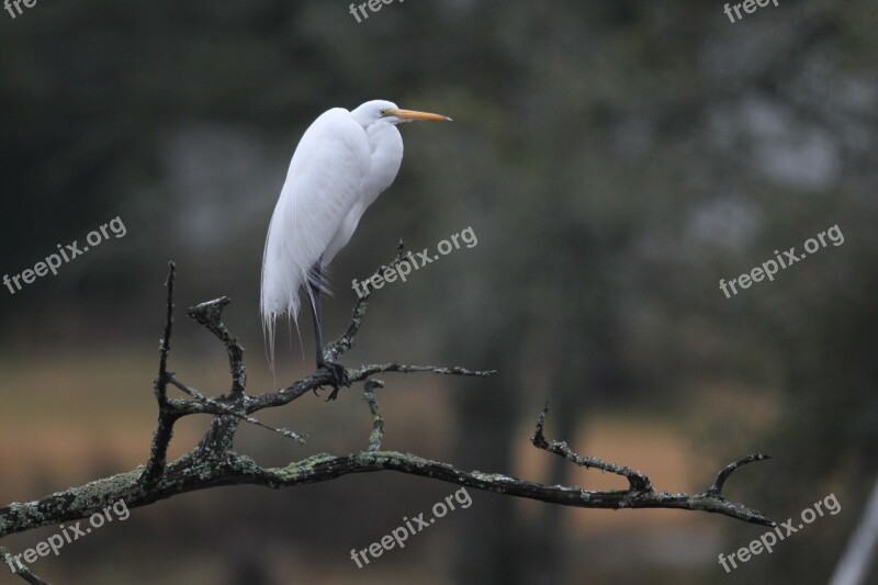 Bird Egret Nature Wildlife White