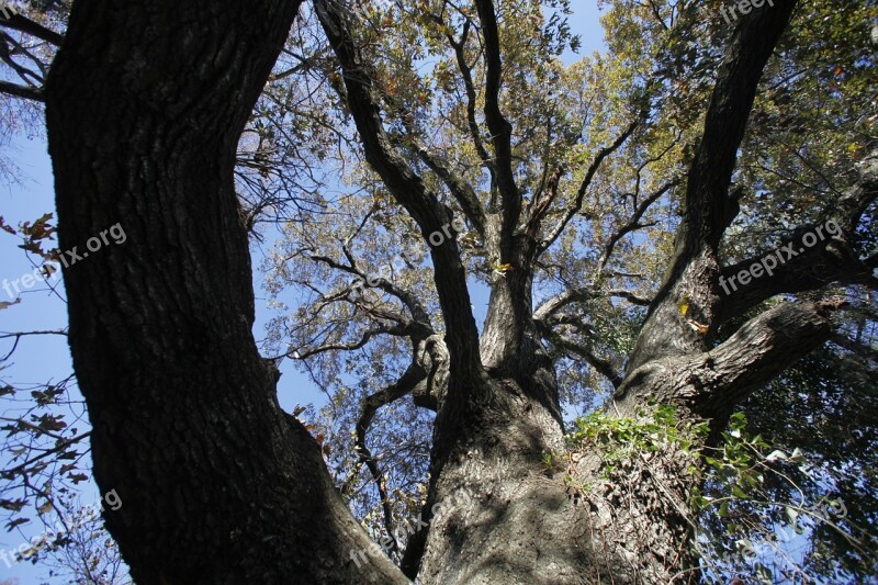 Tree Mood Nature Forest Oak