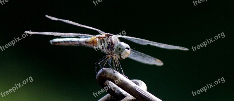 Nature Insect Dragonfly Wildlife Macro