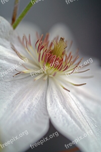 Flower White Plant Nature White Flower