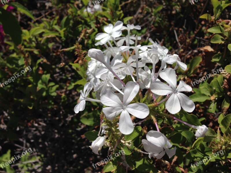 Nature Spring White Flowers Free Photos