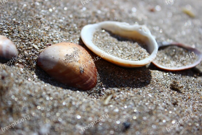 Beach Shells Sea Free Photos