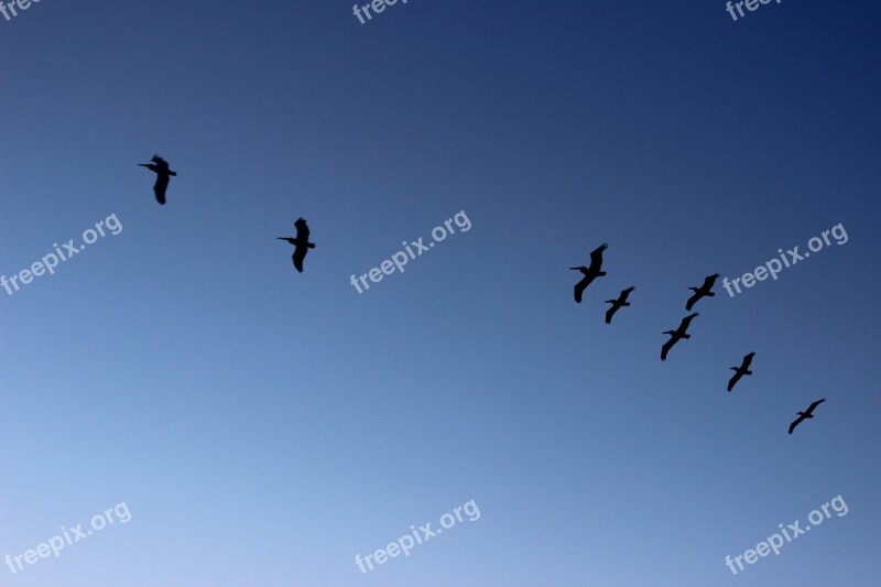 Pelicans Flight Landscapes Free Photos