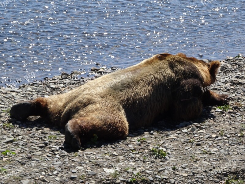 Coastal Brown Bear Alaska Bear Free Photos