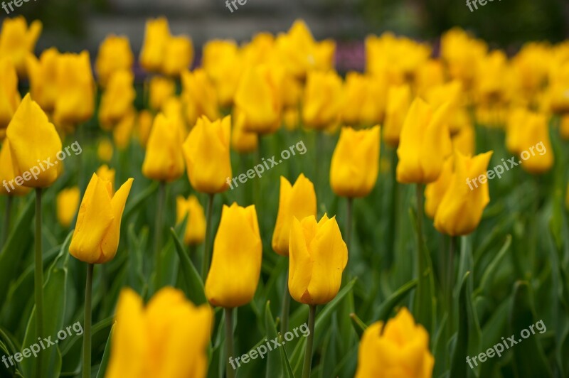 Flowers Yellow Yellow Flowers Flower Tulip