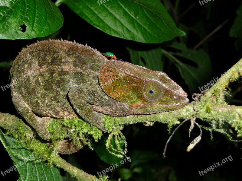 Chameleon Reptile Madagascar Forest Animal