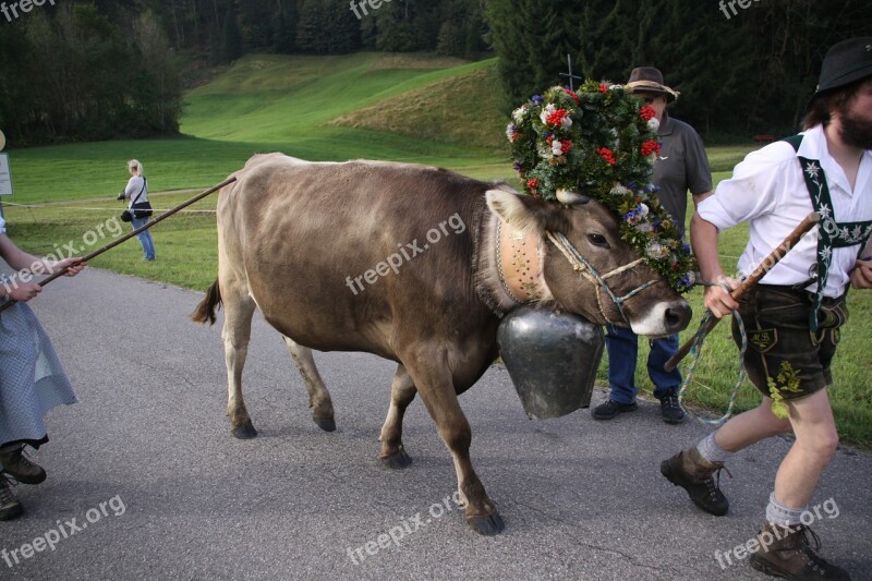 Viehscheid Allgäu Cow Almabtrieb Headdress