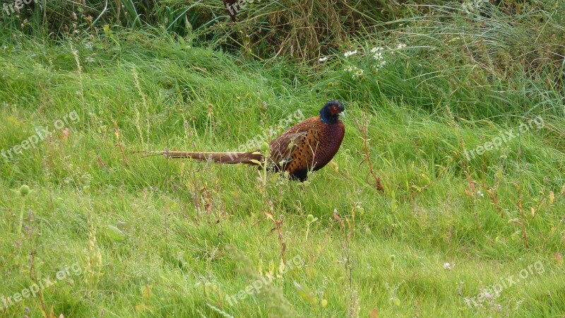 Pheasant Phasianus Colchicus Species Hahn Male