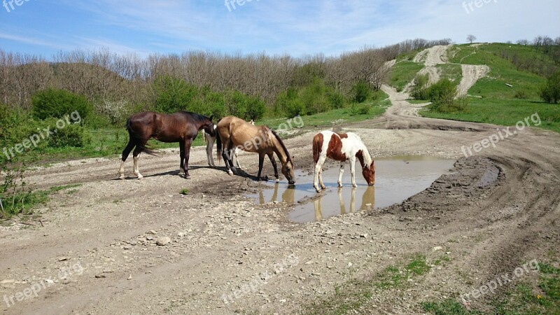 Horses Horse Nature Animals Mare