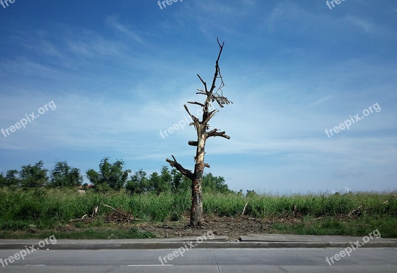 Dead Tree Tree Trunk No Leaves Old Bark