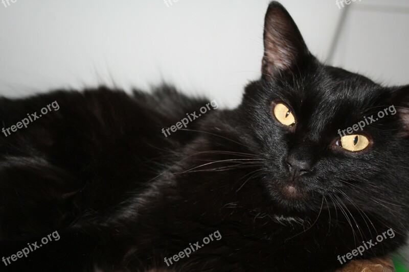 Cat Black Cat Cat's Eyes Free Photos