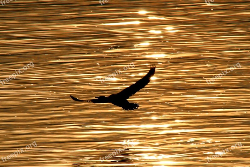 Birds Water Egret Flight Reflection