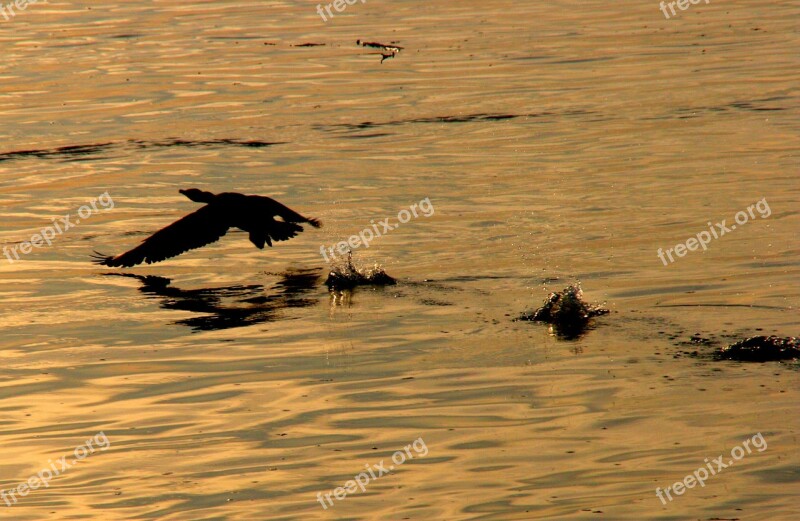 Birds Water Egret Flight Sunset