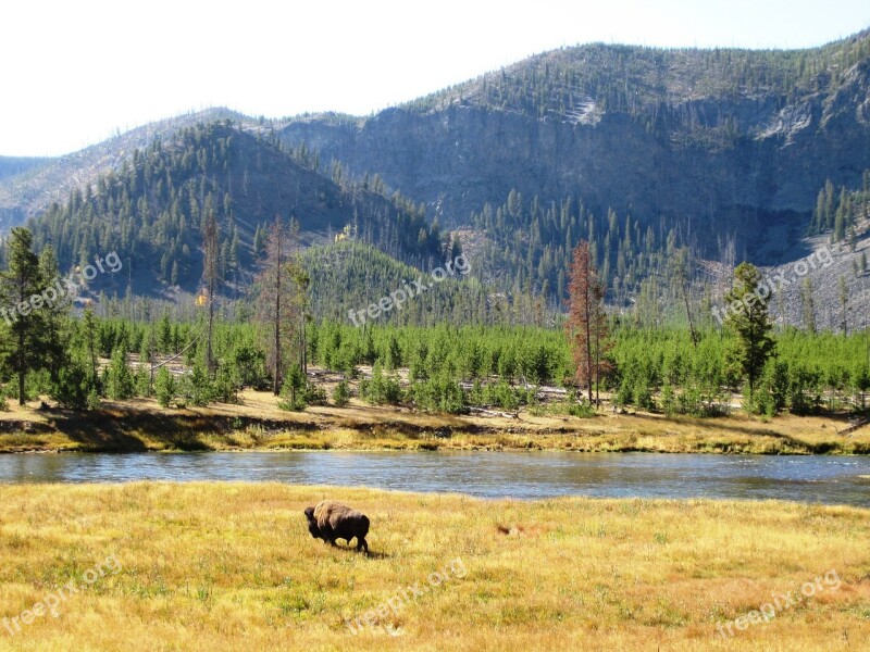 Yellowstone Bison Yellowstone National Park Wyoming Usa