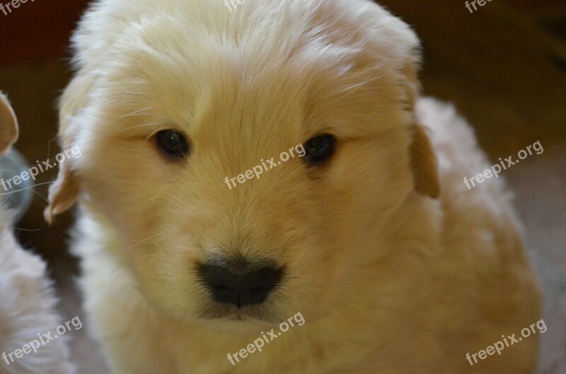 Golden Retriever Puppy Golden Retriever Puppy Free Photos