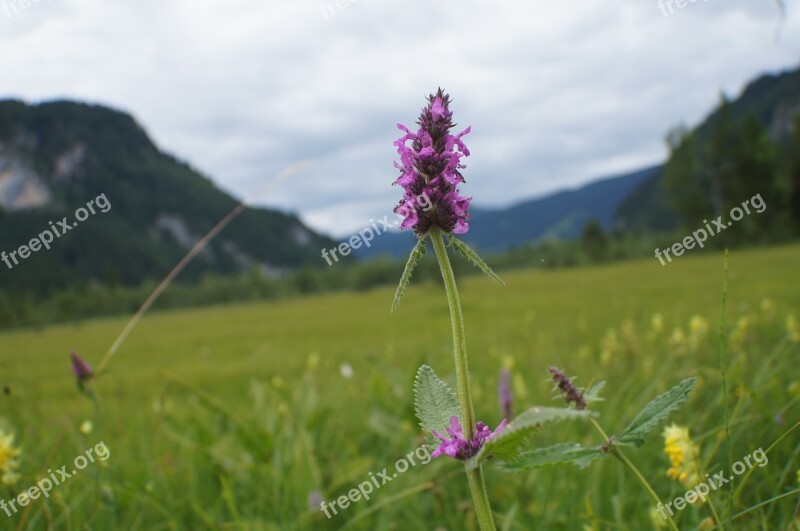 Healing Betony Betonica Officinalis Blossom Bloom Real Betonie