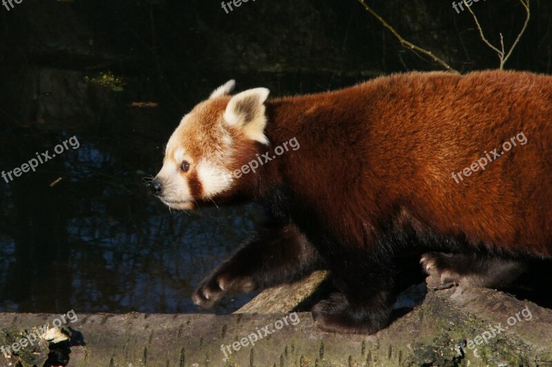 Panda Red Panda Panda Bear Predator Endangered