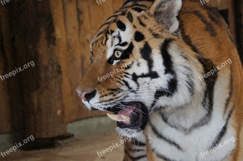 Tiger Big Cat Close Up Dangerous Free Photos