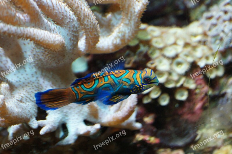 Mandarin Fish Fish Vertebrate Animal Free Photos