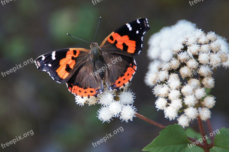 Admiral Edelfalter Butterfly Insect Macro