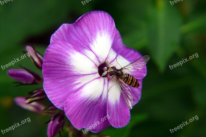 Hoverfly Insect Macro Free Photos