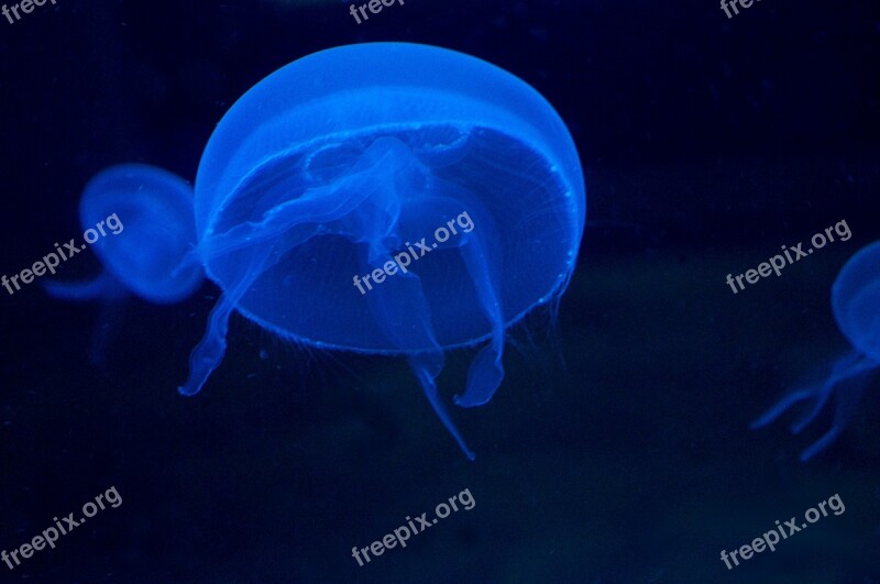 Jellyfish Schirmqualle Moon Coelenterate Free Photos