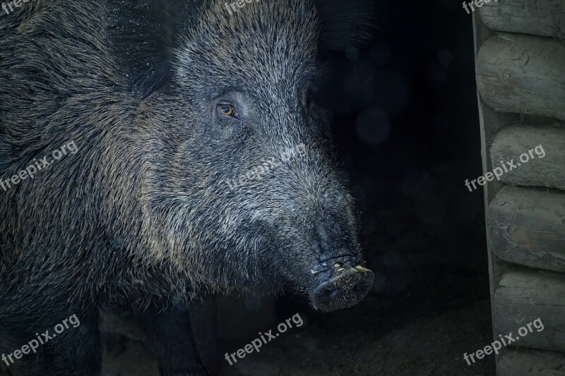 Boar Animal Bristles Sow Creature