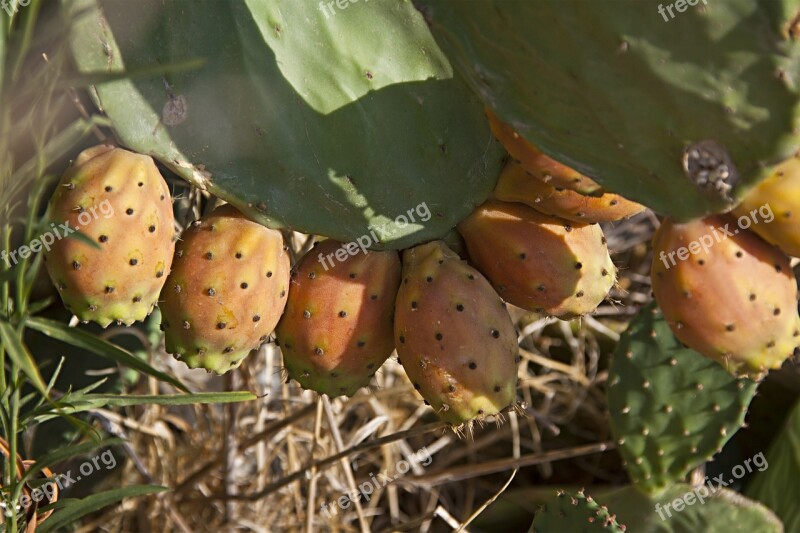 Figs Fig Fruit Fruit Food Delicious