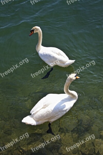 Swan Water Lake Bird Water Bird