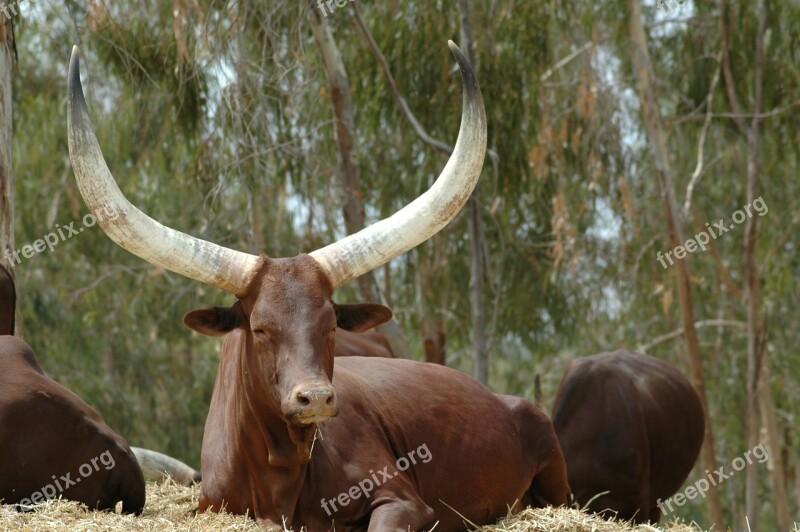 Animals Buffalo Buffalo Batusi Toro Horns