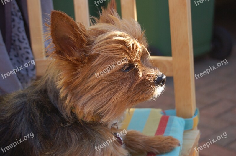 Terrier Yorkshire Yorkie Dog Pet