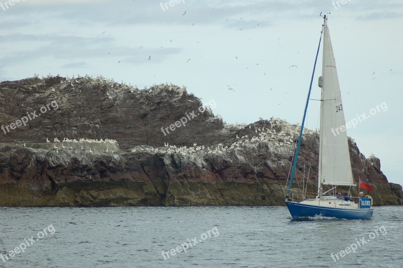 Sailboat Sea Bass Rock Gannet Vessel