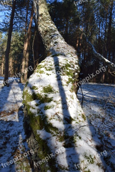 Tree Tree Bough Moss Free Photos