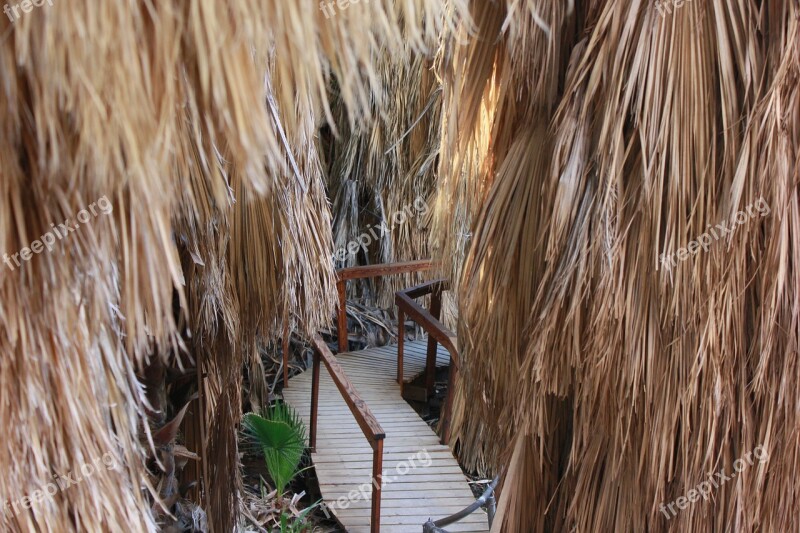 Oasis The Path Footbridge Palm Trees Free Photos