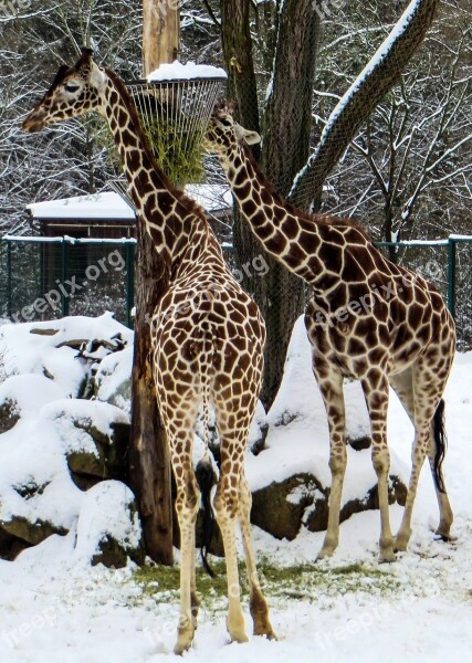 Giraffes Tiergarten Winter Zoo Reticulated Giraffe