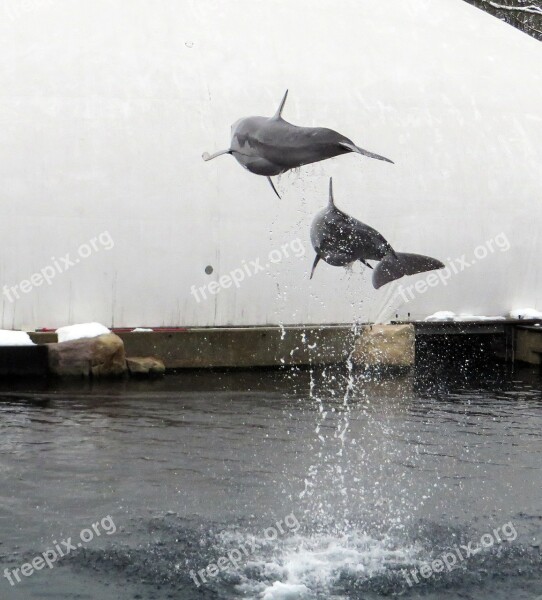 Dolphin Sea Marine Mammals Jump Free Photos