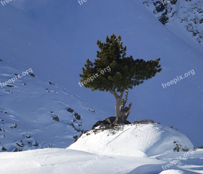 Fir Tree Mountains Wintry Snow Winter Magic