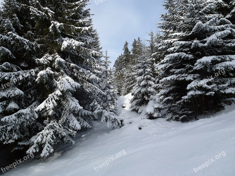 Winter Forest Trees Cold Wintry