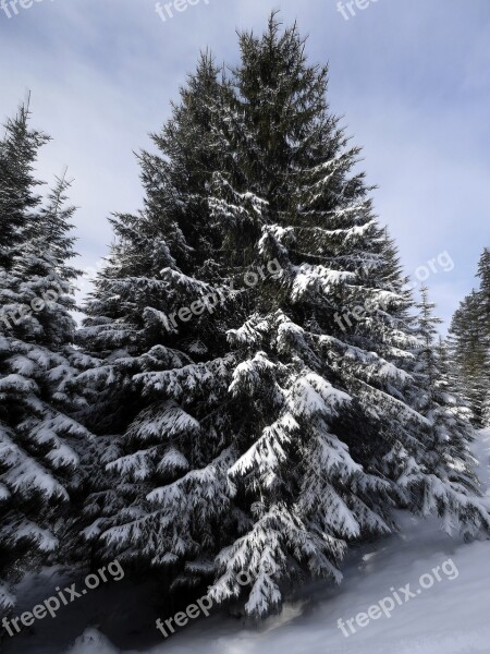 Fir Tree Snow Snowy Winter Firs