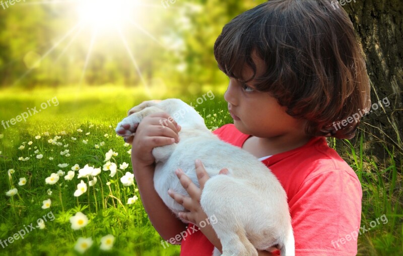 Child Puppy Meadow Spring Labrador