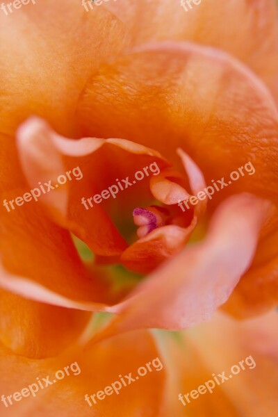 Lily Orange Macro Close Close Up