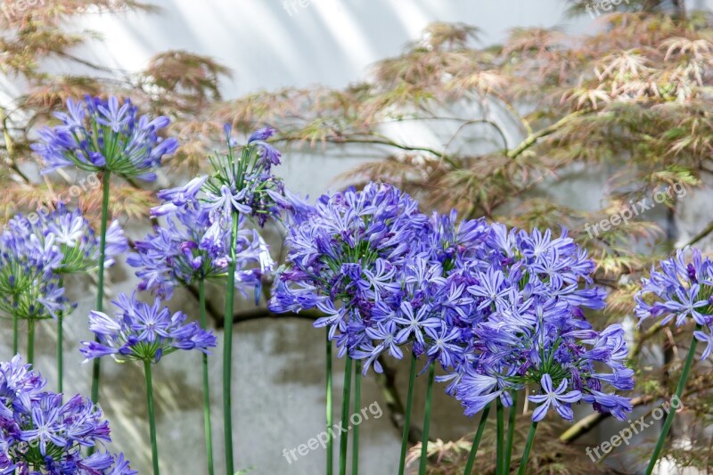 Agapanthus Flower Blossom Bloom Blue