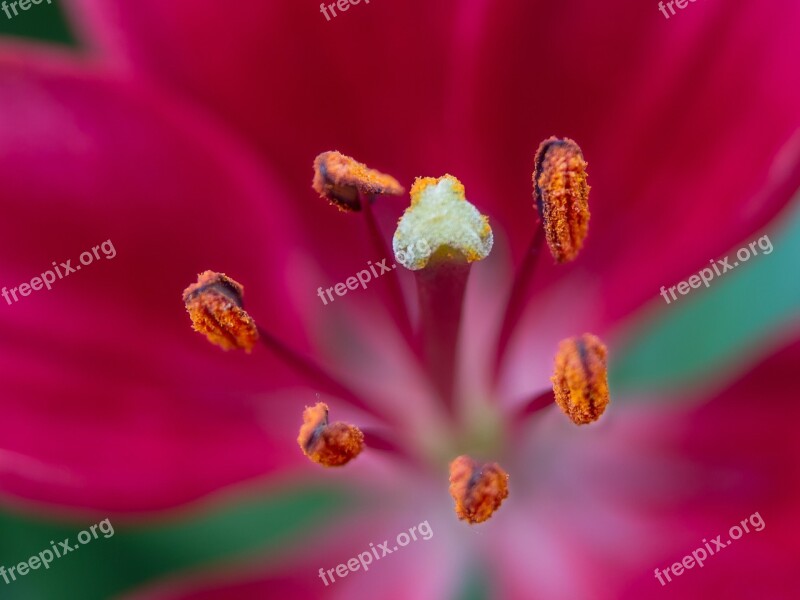 Lily Red Macro Close Up Pistil