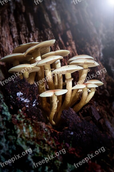 Mushrooms Tree Forest Tree Fungus Mushrooms On Tree